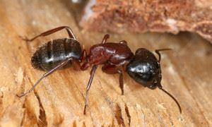 Ants