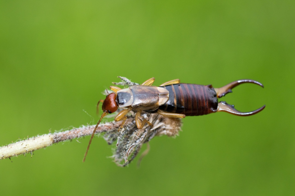 Preventing Earwig Invasions In Your Home - Family Pest Control